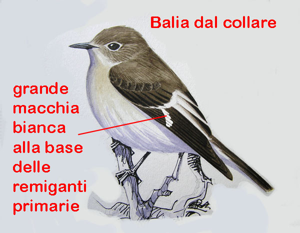 Femmina di Balia nera - Ficedula hypoleuca